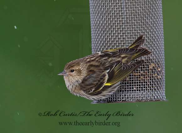 Spinus pinus  PINE SISKIN  6029912