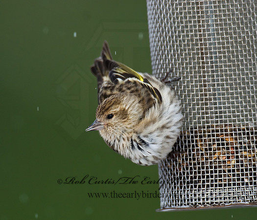 Spinus pinus  PINE SISKIN  6029922