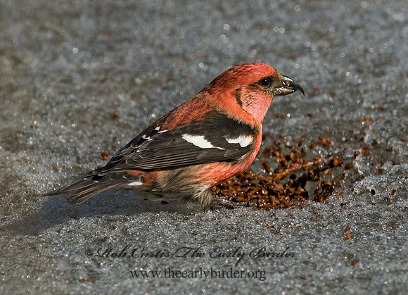 Loxia leucoptera  WHITE-WINGED CROSSBILL 7015854