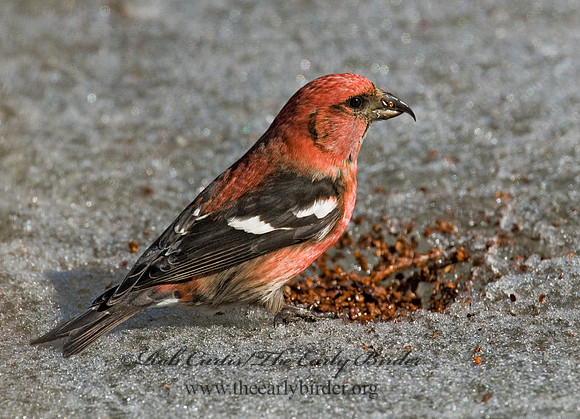 Loxia leucoptera  WHITE-WINGED CROSSBILL 7015857