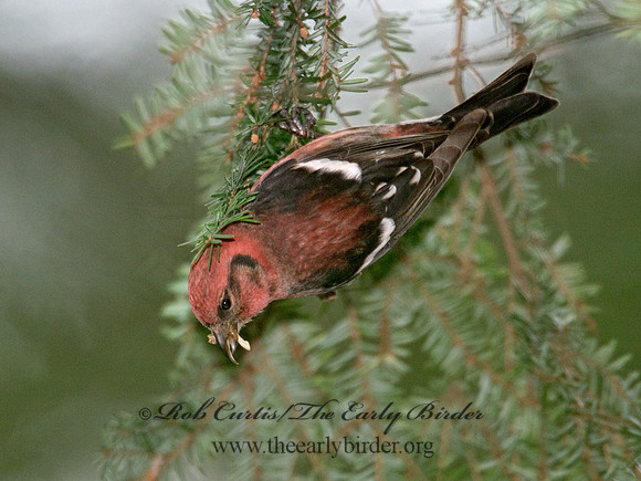 Loxia leucoptera  WHITE-WINGED CROSSBILL 6035482