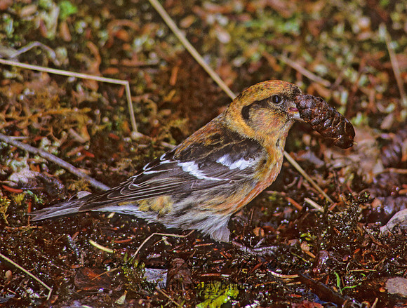 Loxia leucoptera  WHITE-WINGED CROSSBILL 234006