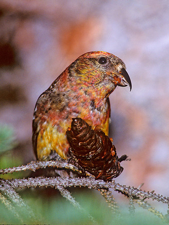 Loxia leucoptera  WHITE-WINGED CROSSBILL 240214