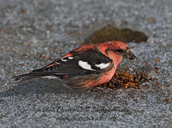Loxia leucoptera  WHITE-WINGED CROSSBILL 7015880