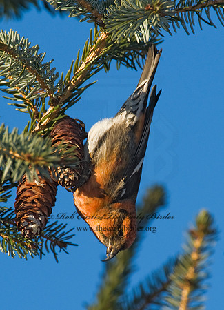 Loxia leucoptera  WHITE-WINGED CROSSBILL 8010151