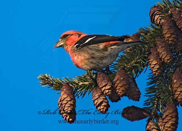 Loxia leucoptera  WHITE-WINGED CROSSBILL 8010155
