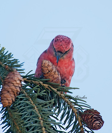 Loxia leucoptera  WHITE-WINGED CROSSBILL 8010187