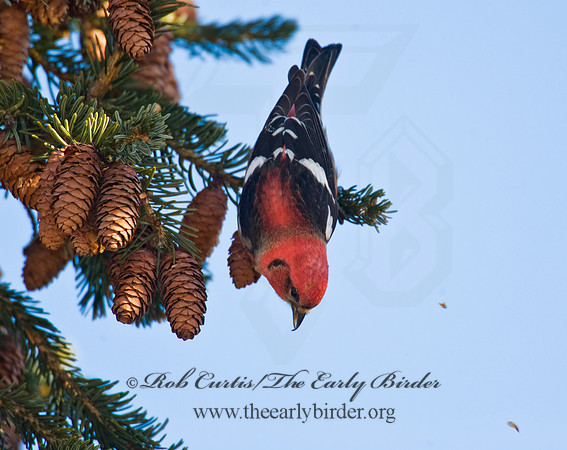 Loxia leucoptera  WHITE-WINGED CROSSBILL 8010173