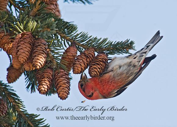 Loxia leucoptera  WHITE-WINGED CROSSBILL 8010175