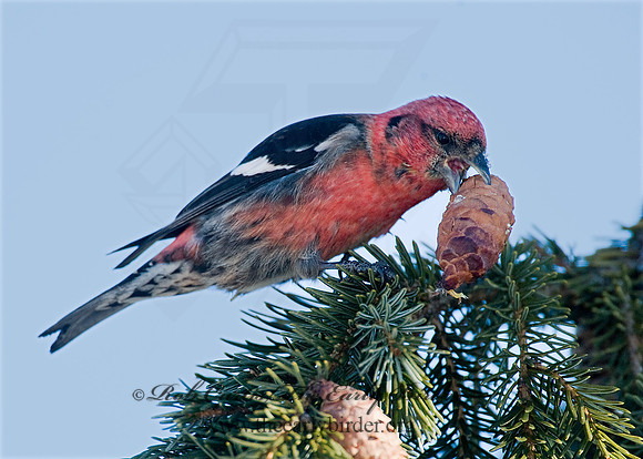 Loxia leucoptera  WHITE-WINGED CROSSBILL 8010183