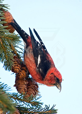Loxia leucoptera  WHITE-WINGED CROSSBILL 8010204