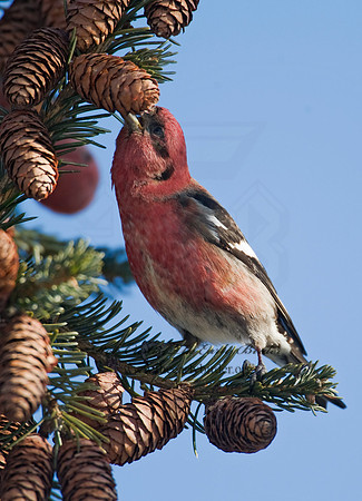 Loxia leucoptera  WHITE-WINGED CROSSBILL 8010209