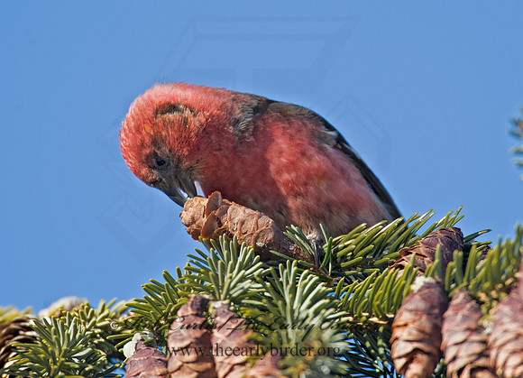 Loxia leucoptera  WHITE-WINGED CROSSBILL 8010229