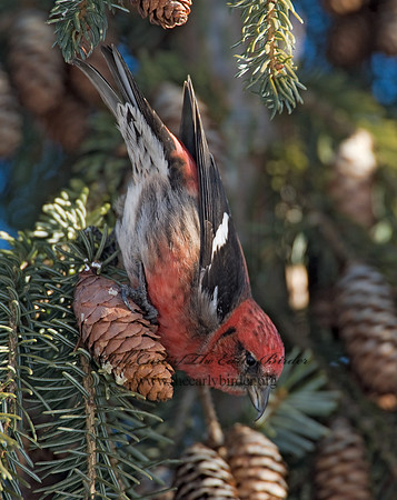 Loxia leucoptera  WHITE-WINGED CROSSBILL 8010222