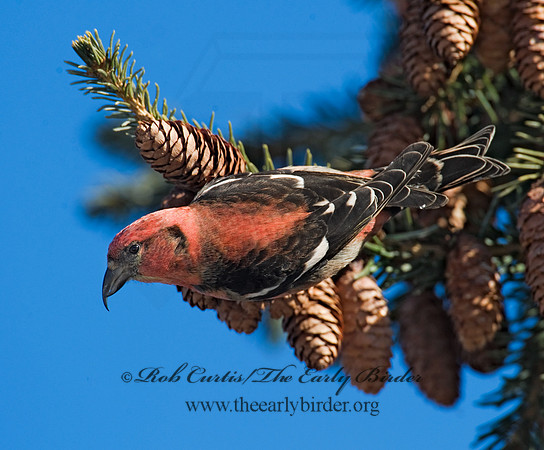 Loxia leucoptera  WHITE-WINGED CROSSBILL 8010237