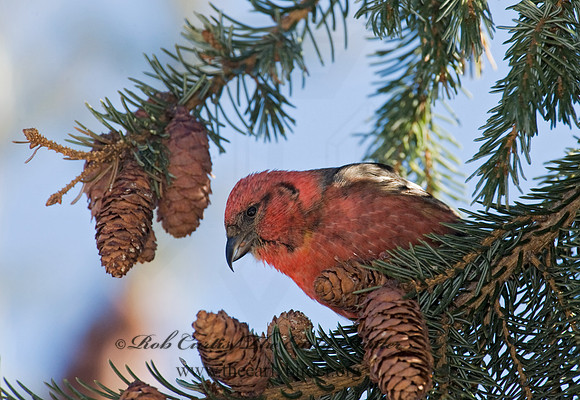 Loxia leucoptera  WHITE-WINGED CROSSBILL 8010266