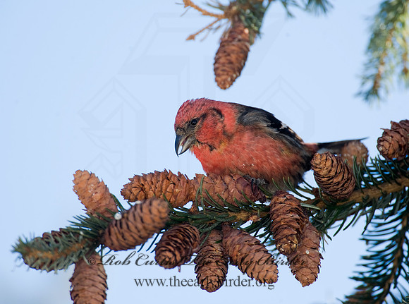 Loxia leucoptera  WHITE-WINGED CROSSBILL 8010273