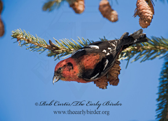 Loxia leucoptera  WHITE-WINGED CROSSBILL 8010287