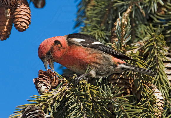 Loxia leucoptera  WHITE-WINGED CROSSBILL 8010292