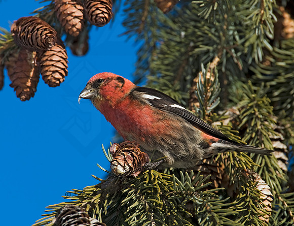Loxia leucoptera  WHITE-WINGED CROSSBILL 8010293