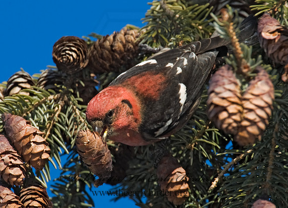 Loxia leucoptera  WHITE-WINGED CROSSBILL 8010329