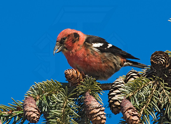 Loxia leucoptera  WHITE-WINGED CROSSBILL 8010332