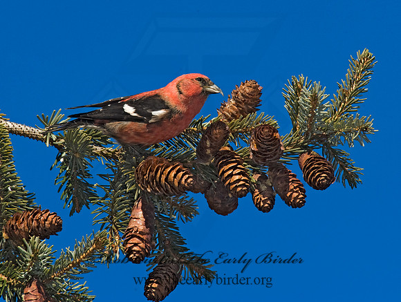 Loxia leucoptera  WHITE-WINGED CROSSBILL 8010321
