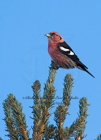 Loxia leucoptera  WHITE-WINGED CROSSBILL 8010345