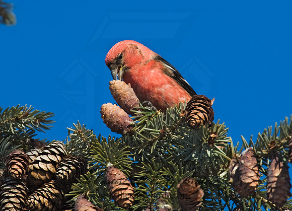 Loxia leucoptera  WHITE-WINGED CROSSBILL 8010336