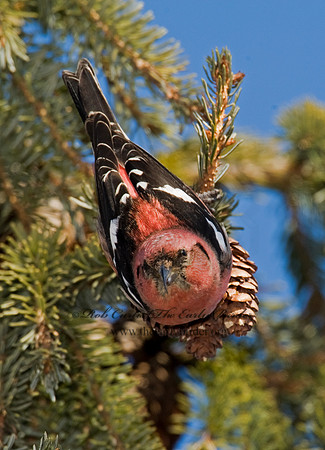 Loxia leucoptera  WHITE-WINGED CROSSBILL 8010352