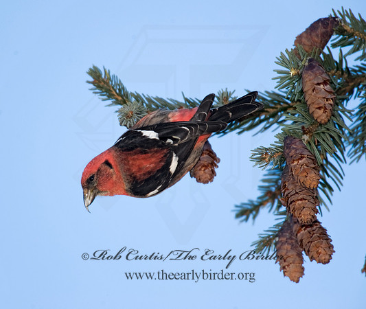 Loxia leucoptera  WHITE-WINGED CROSSBILL 8010356