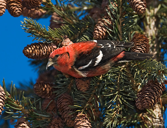 Loxia leucoptera  WHITE-WINGED CROSSBILL 8010371