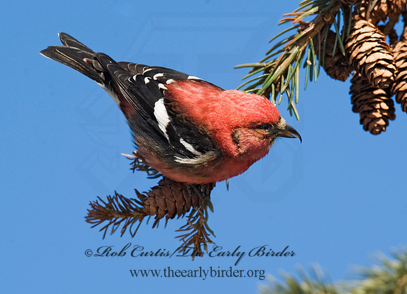 Loxia leucoptera  WHITE-WINGED CROSSBILL 8010396