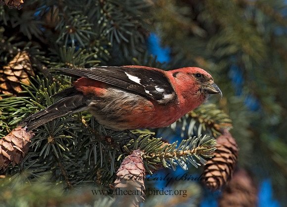 Loxia leucoptera  WHITE-WINGED CROSSBILL 8010403