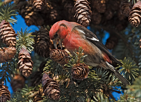 Loxia leucoptera  WHITE-WINGED CROSSBILL 8010405