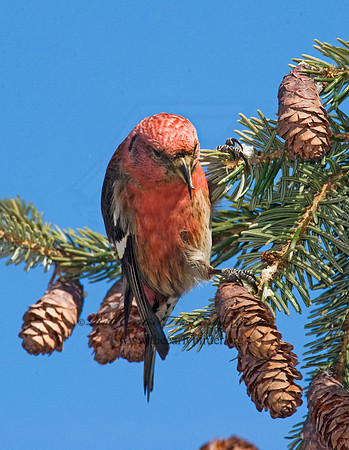 Loxia leucoptera  WHITE-WINGED CROSSBILL 8010409