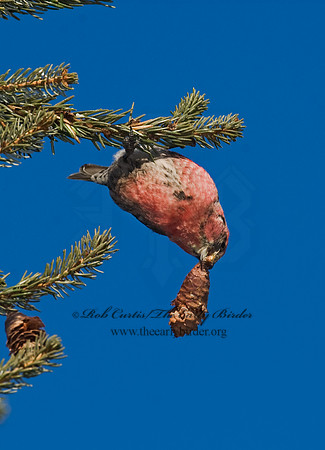 Loxia leucoptera  WHITE-WINGED CROSSBILL 8010424