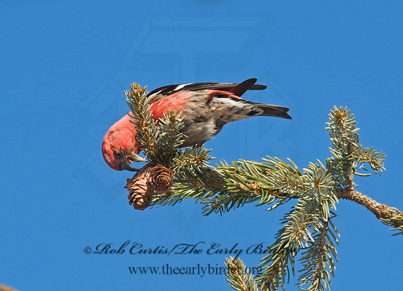 Loxia leucoptera  WHITE-WINGED CROSSBILL 8010426