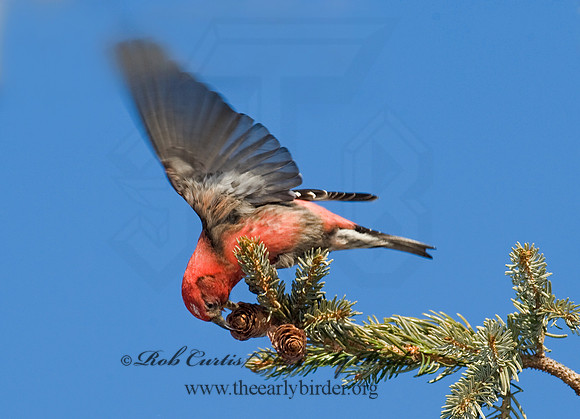 Loxia leucoptera  WHITE-WINGED CROSSBILL 8010428