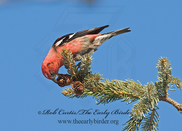 Loxia leucoptera  WHITE-WINGED CROSSBILL 8010429