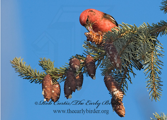 Loxia leucoptera  WHITE-WINGED CROSSBILL 8010441