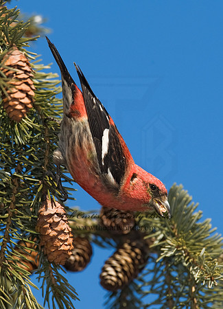 Loxia leucoptera  WHITE-WINGED CROSSBILL 8010470