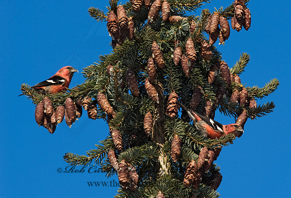Loxia leucoptera  WHITE-WINGED CROSSBILL 8010475