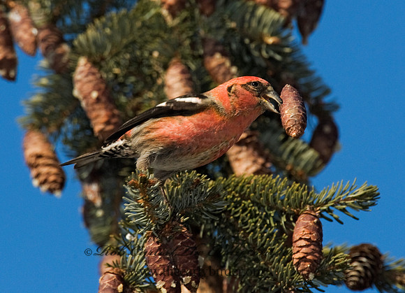Loxia leucoptera  WHITE-WINGED CROSSBILL 8010485