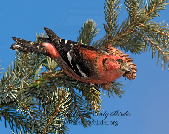 Loxia leucoptera  WHITE-WINGED CROSSBILL 8010488