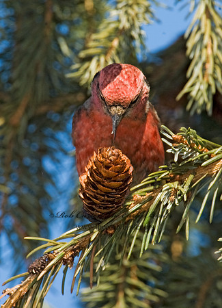 Loxia leucoptera  WHITE-WINGED CROSSBILL 8010495