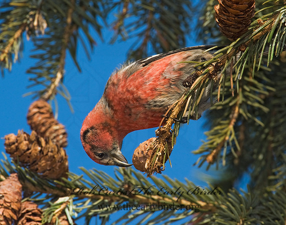 Loxia leucoptera  WHITE-WINGED CROSSBILL 8010498