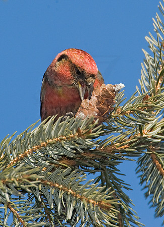 Loxia leucoptera  WHITE-WINGED CROSSBILL 8010500