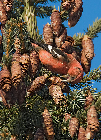 Loxia leucoptera  WHITE-WINGED CROSSBILL 8010510