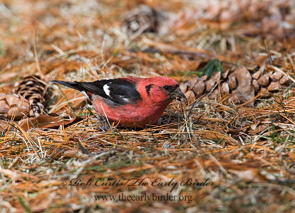 Loxia leucoptera  WHITE-WINGED CROSSBILL 8010555